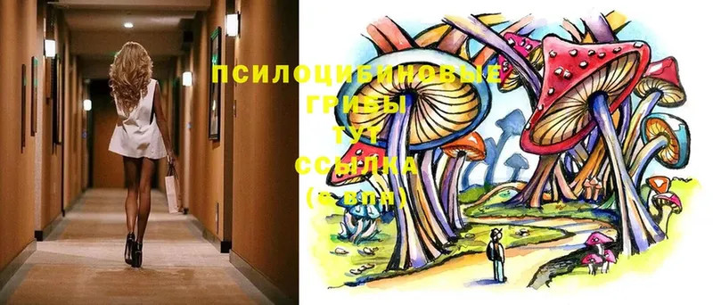 Галлюциногенные грибы Psilocybe  мега   Олонец 